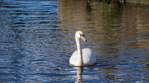 Swan swimming in lake