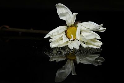 Close-up of white rose against black background