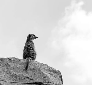 Low angle view of bird perching against sky