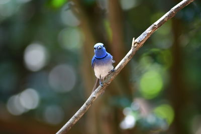 animal wildlife