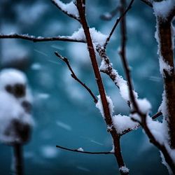 Close-up of snow covered branches