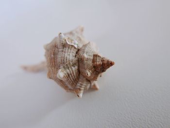 Close-up of seashell on white background