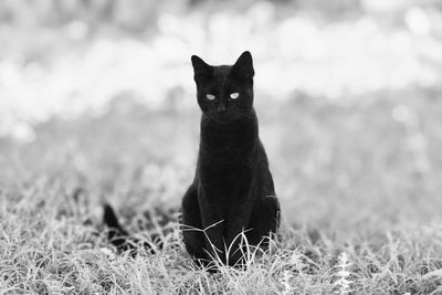 Portrait of black cat sitting on grass