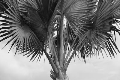 Low angle view of palm tree against sky