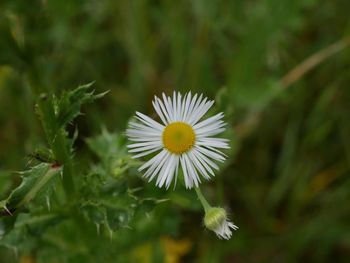 Close-up of white daisy flowers