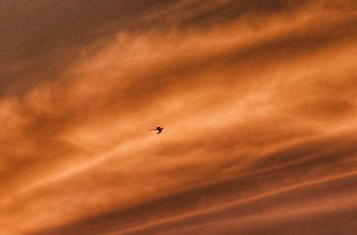 Airplane flying in sky