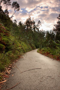 Road passing through trees