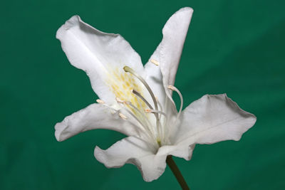 Close-up of white flower