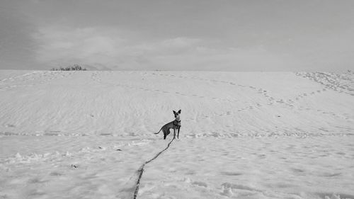 View of dog standing on ground