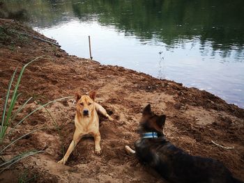 High angle view of dogs on shore