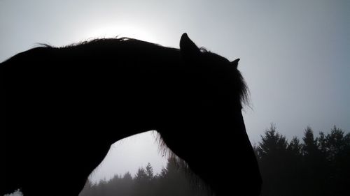 Silhouette horse against sky in foggy weather