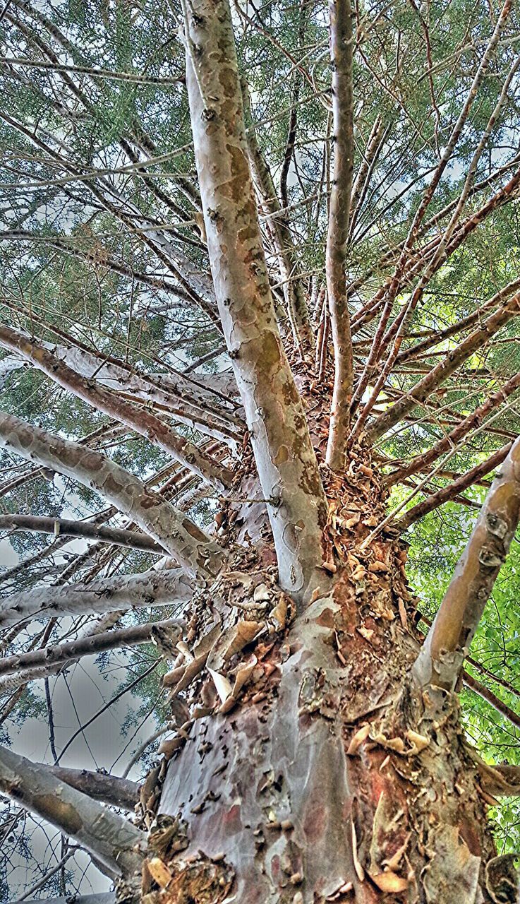 tree, tree trunk, branch, tranquility, growth, nature, forest, bare tree, beauty in nature, tranquil scene, woodland, day, low angle view, scenics, outdoors, wood - material, no people, close-up, root, non-urban scene