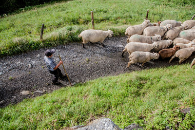 High angle view of man walking with sheep on land