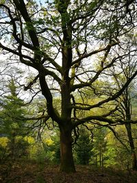 Trees in forest