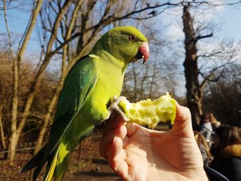 Close-up of hand holding parrot