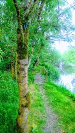 Trail amidst trees in forest