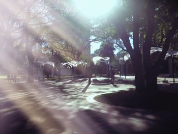 Trees in sunlight