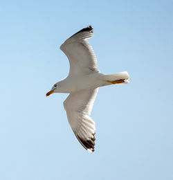 Low angle view of seagull flying against clear sky