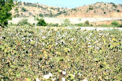 Scenic view of flowering plants on land