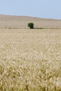 Scenic view of wheat field against clear sky