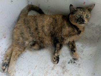 Cat lying on floor