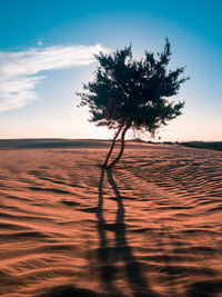Tree in desert