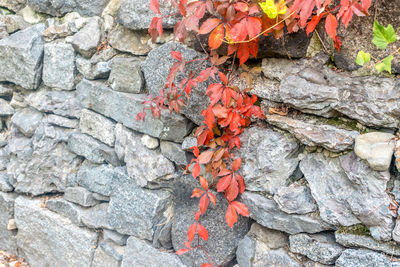 Close-up of red brick wall