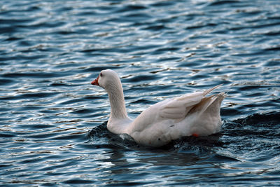 Swan swimming in lake