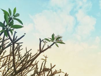 Low angle view of plant against sky