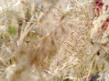 Close-up of crops on field