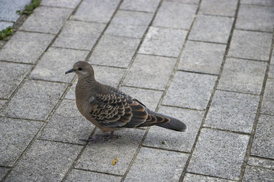 High angle view of bird on sidewalk