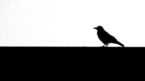 Bird perching on pole against clear sky