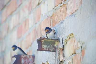Low angle view of bird perching on wall