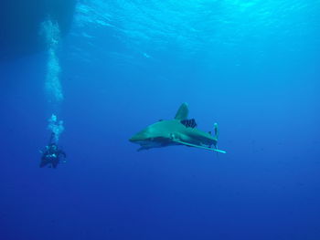 Shark swimming in sea