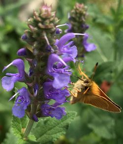 Close-up of insect on purple flowers