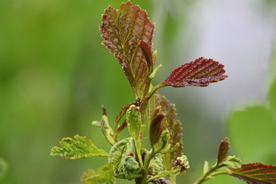 Close-up of flowering plant against blurred background