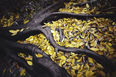 High angle view of tree roots