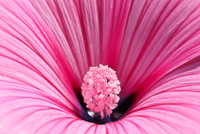 Full frame shot of pink flower