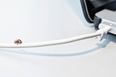 Bug on mobile phone charger cable against white background