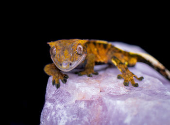Close-up of lizard