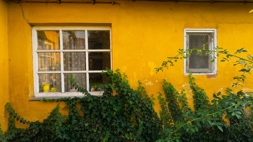 Yellow flowers on window of building