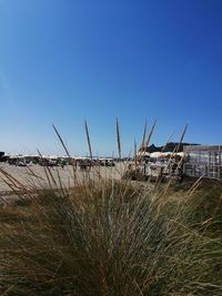 Plants on beach against clear blue sky