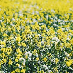 Yellow flowers in field