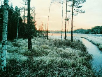 Trees on field against sky during winter