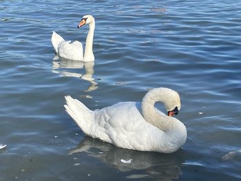 Swan floating on lake