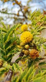 Close-up of yellow flowers