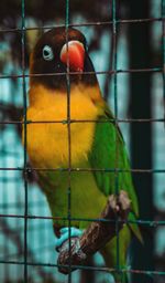 Close-up of parrot perching in cage