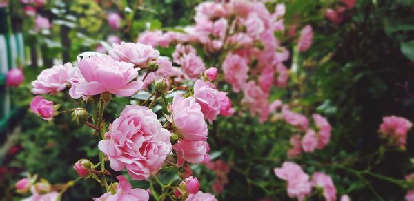 Close-up of pink roses