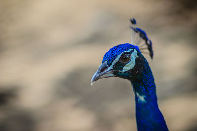 Close-up of a peacock