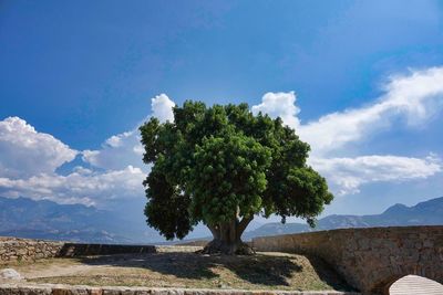 Trees on landscape against sky